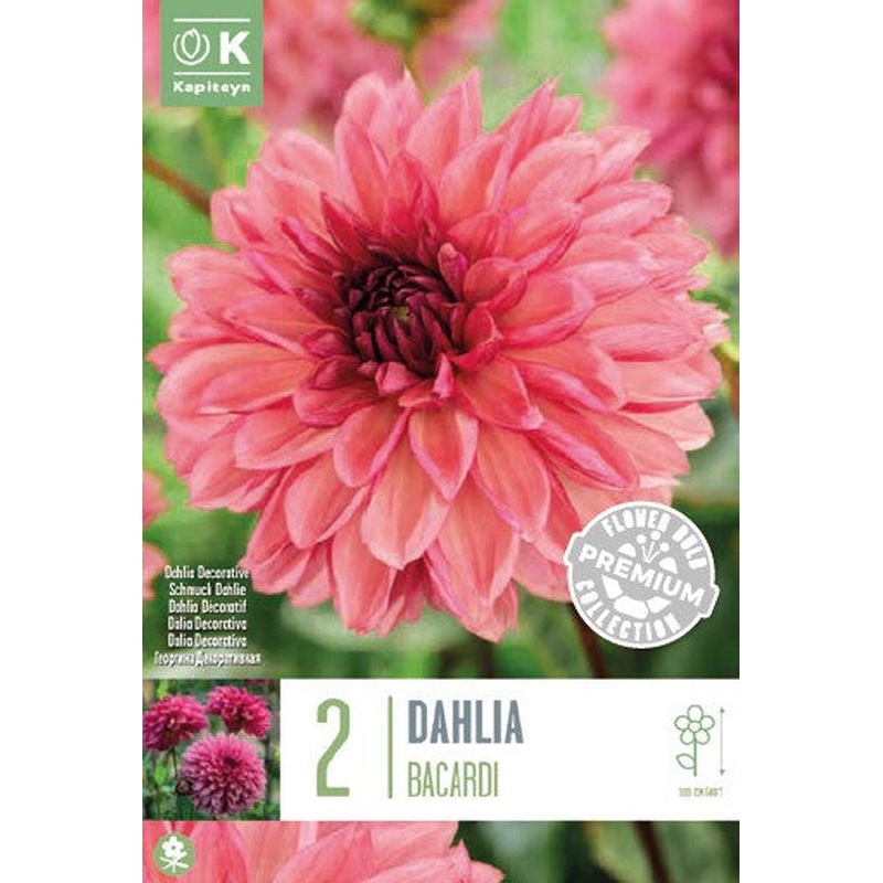 DAHLIA DEC BACARDI x 2