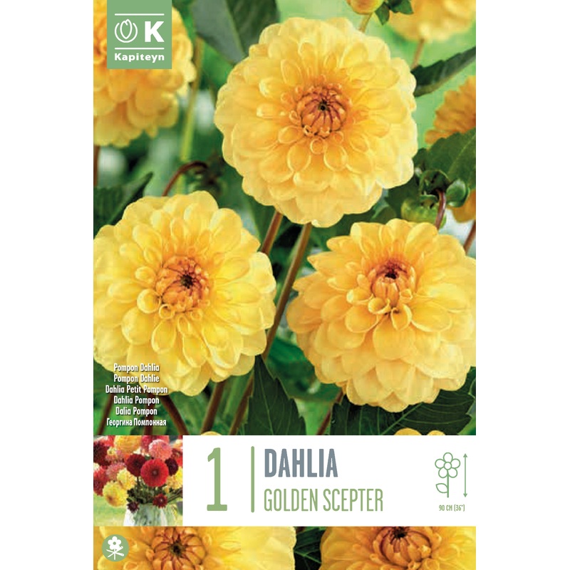 DAHLIA GOLDEN SCEPTER x 1