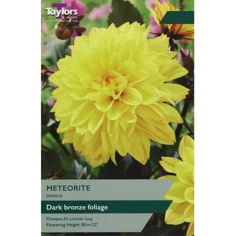DAHLIA METEORITE X 1