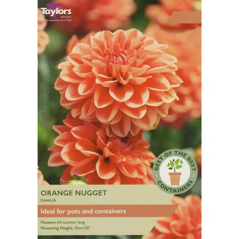 DAHLIA ORANGE NUGGET x 2