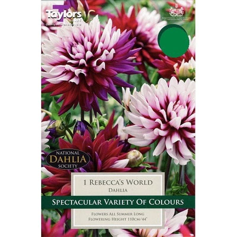 DAHLIA REBECCA'S WORLD X 1