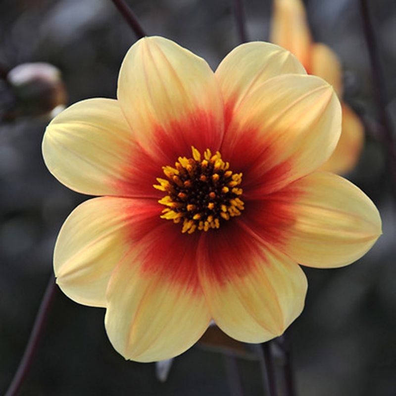 DAHLIA SUNSHINE X 1