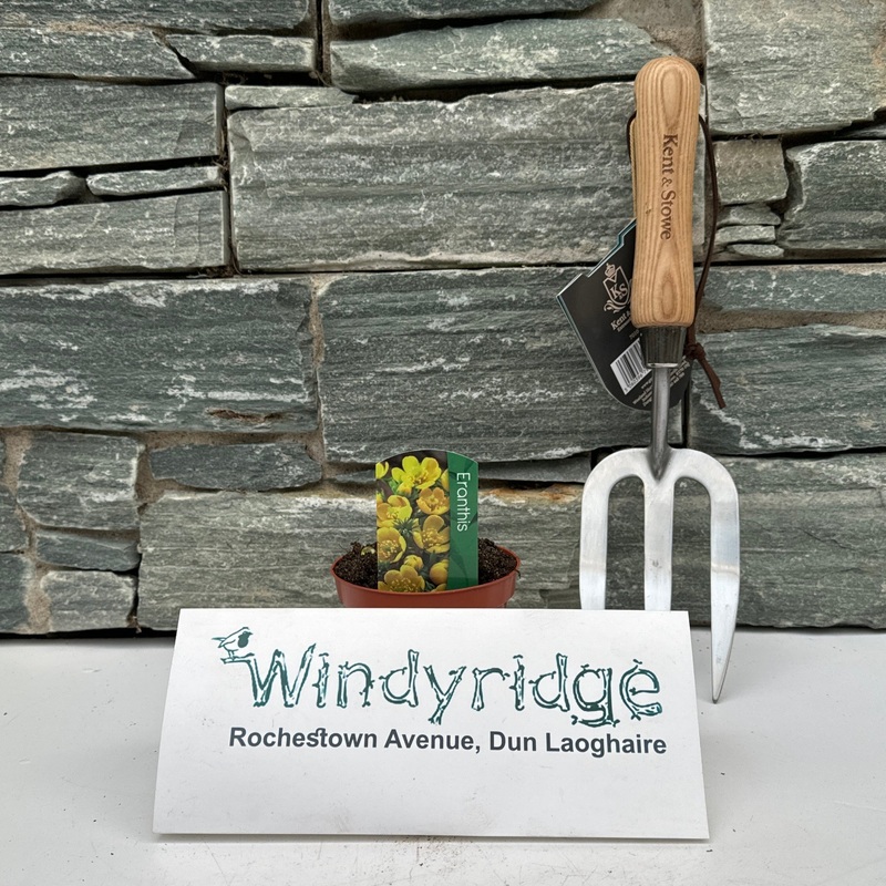 Eranthis hyemalis  P9