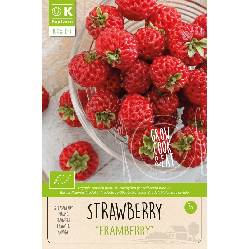 FRAGARIA FRAMBERRY  BIO x 3