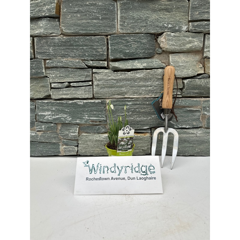 Galanthus nivalis Premium Hippolyta