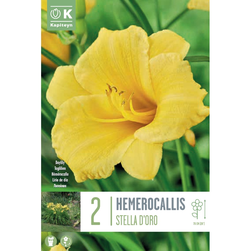 HEMEROCALLIS STELLA D'ORO x 2