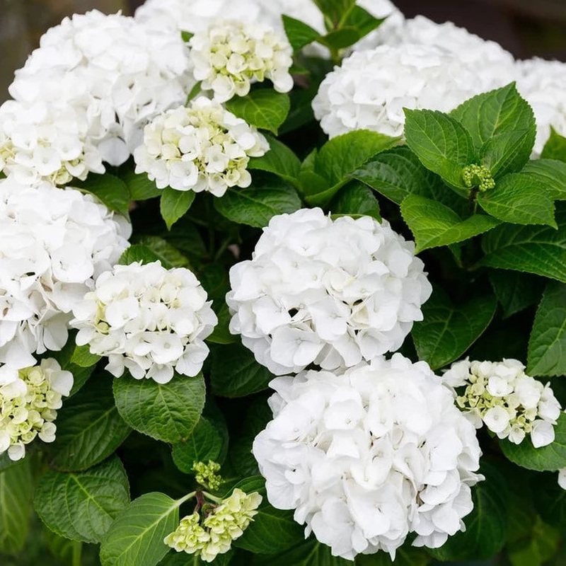 Hydrangea macr. White