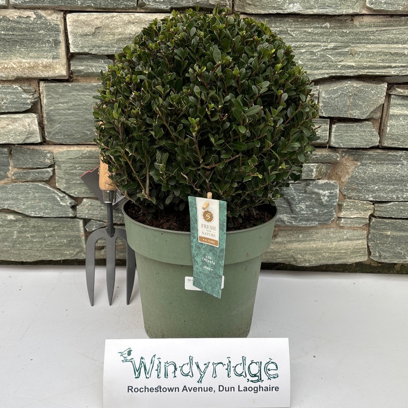 Ilex crenata Jenny P21 (4 Ltr)