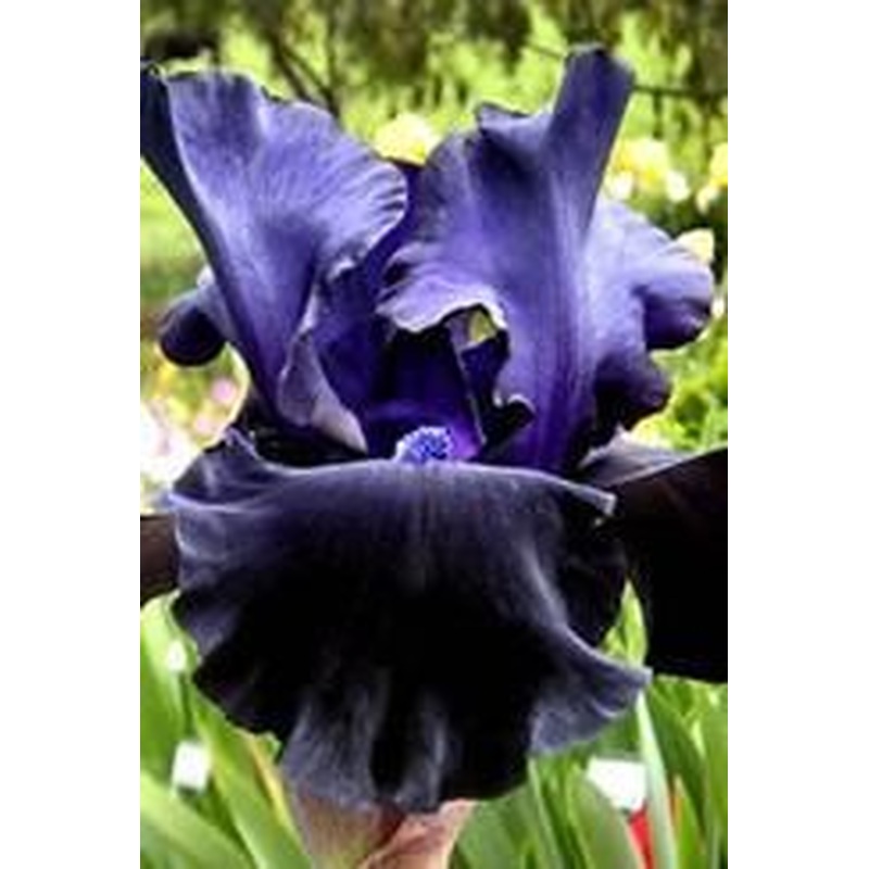 IRIS BLACK DRAGON X 1