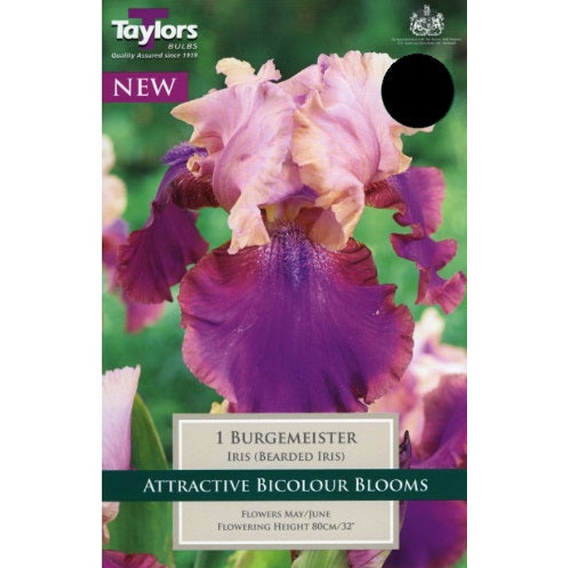 IRIS BURGEMEISTER X 1