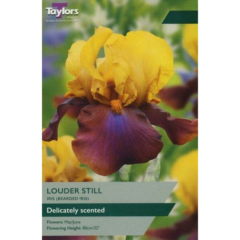 IRIS LOUDER STILL X 1