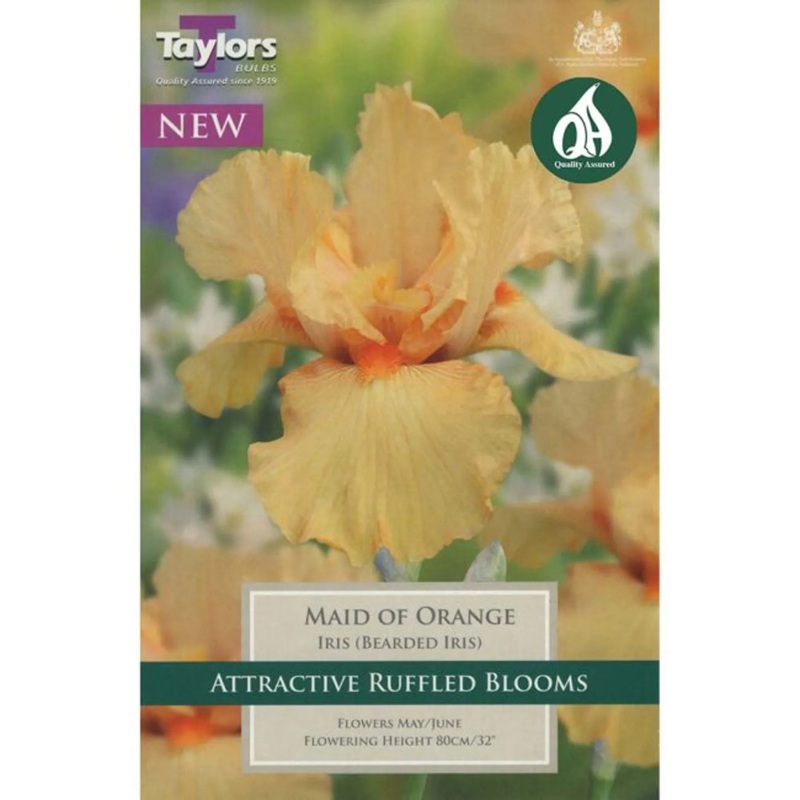 IRIS MAID OF ORANGE X 1