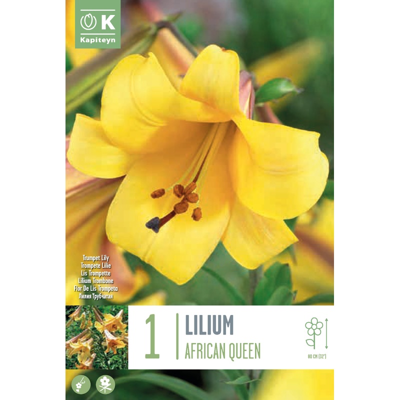 LILIUM AFRICAN QUEEN x 1