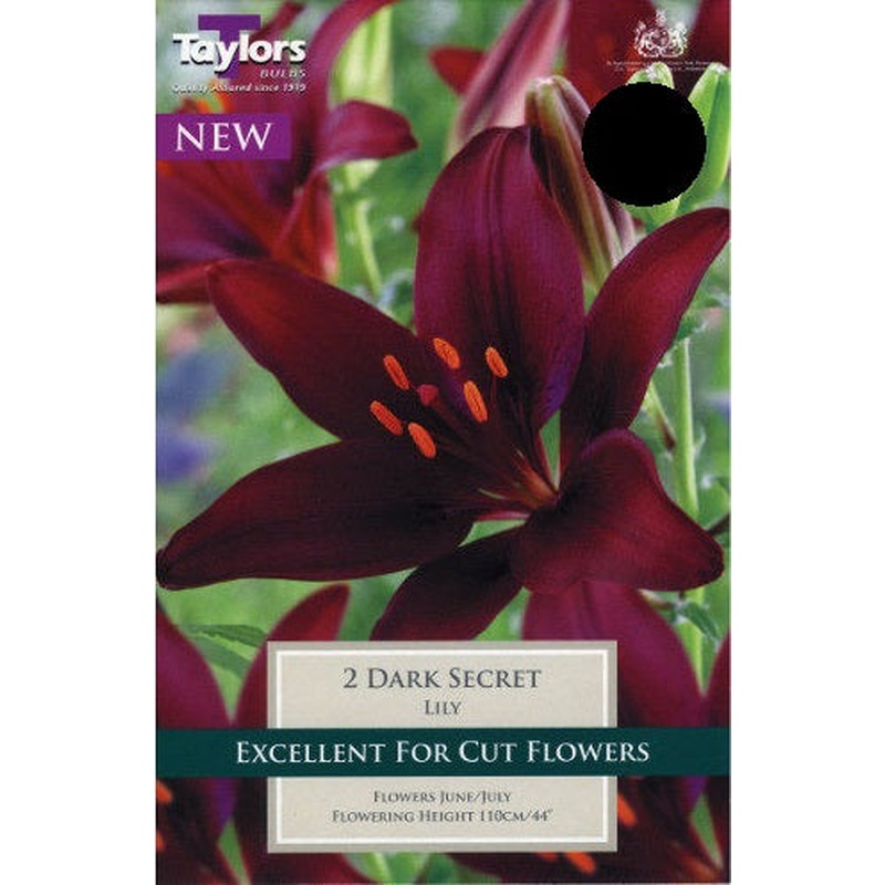 LILY DARK SECRET X 3