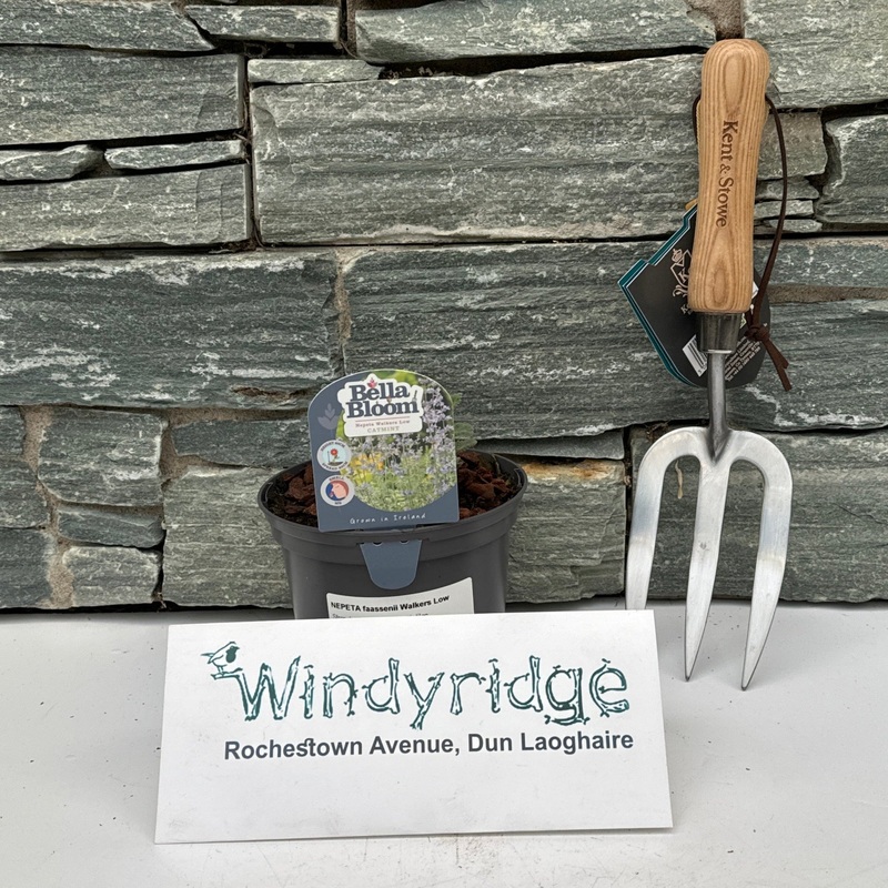 NEPETA faassenii Walkers Low