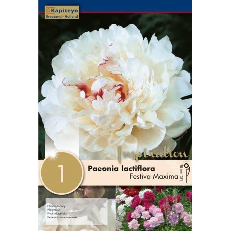 PAEONIA FESTIVA MAXIMA x 1