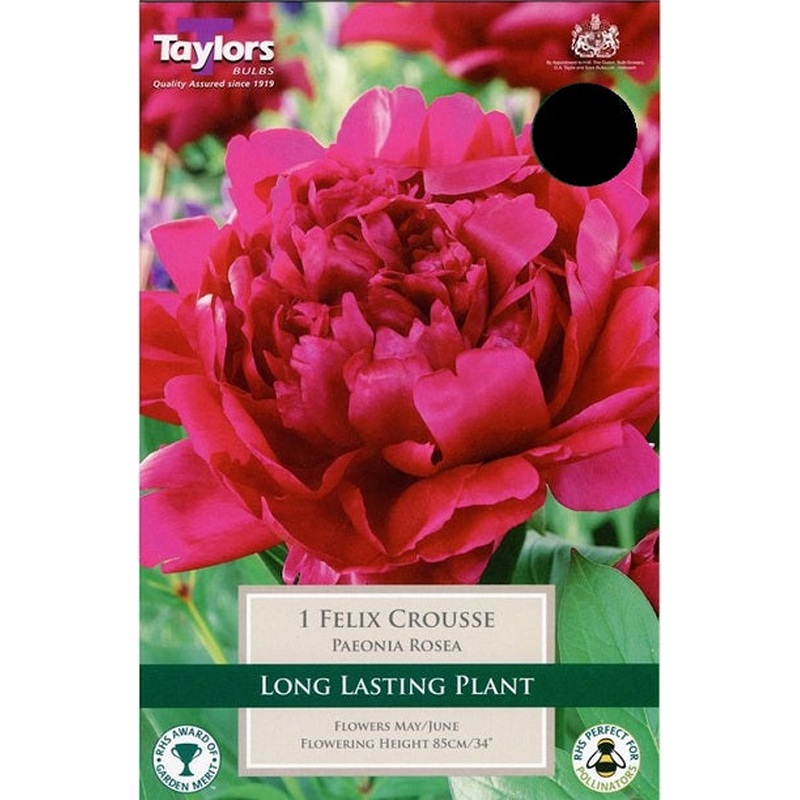 PAEONIA ROSEA FELIX CROUSSE 2-3 EYES X 1