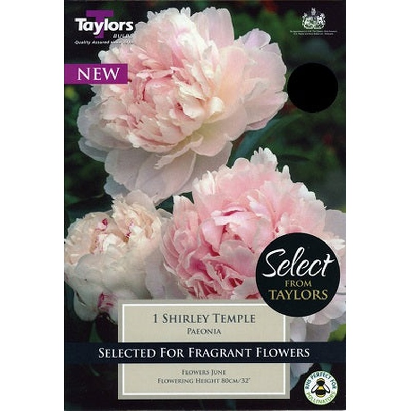 PAEONIA SHIRLEY TEMPLE X 1