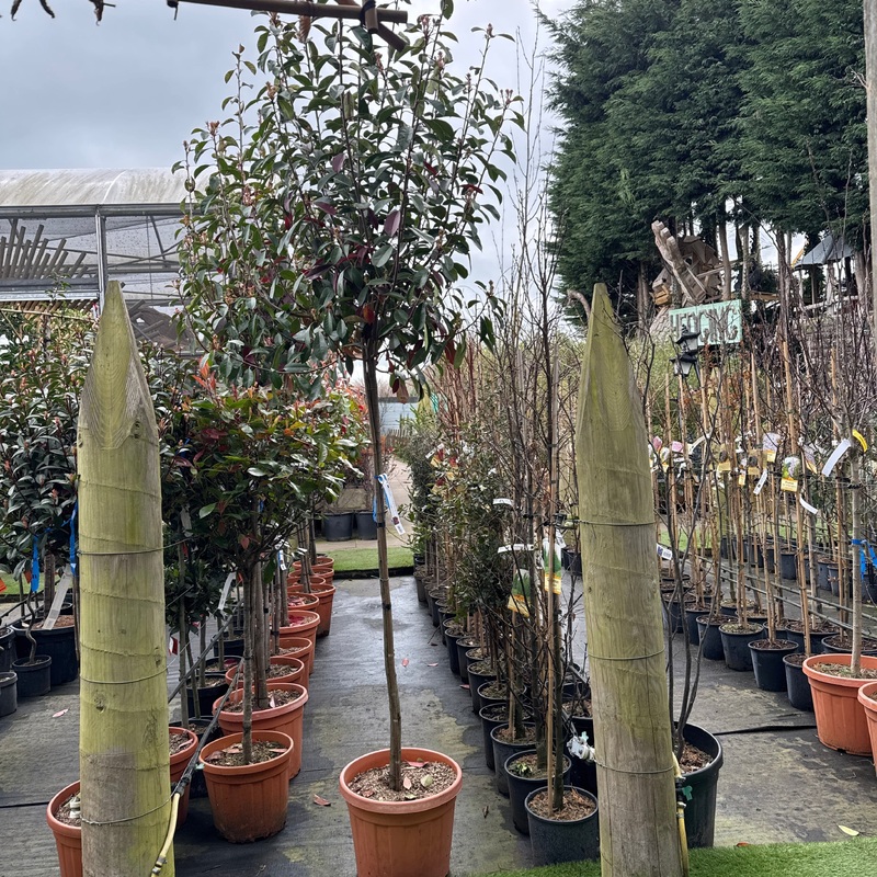 PHOTINIA SERR. RED ROBIN CLT 35  CIRC. TR. 08 - 10 CM  3/4 STD   H TRONCO 150 CM