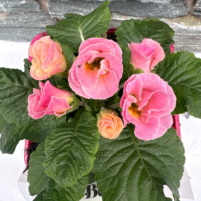 Primula vulgaris Belle Rose