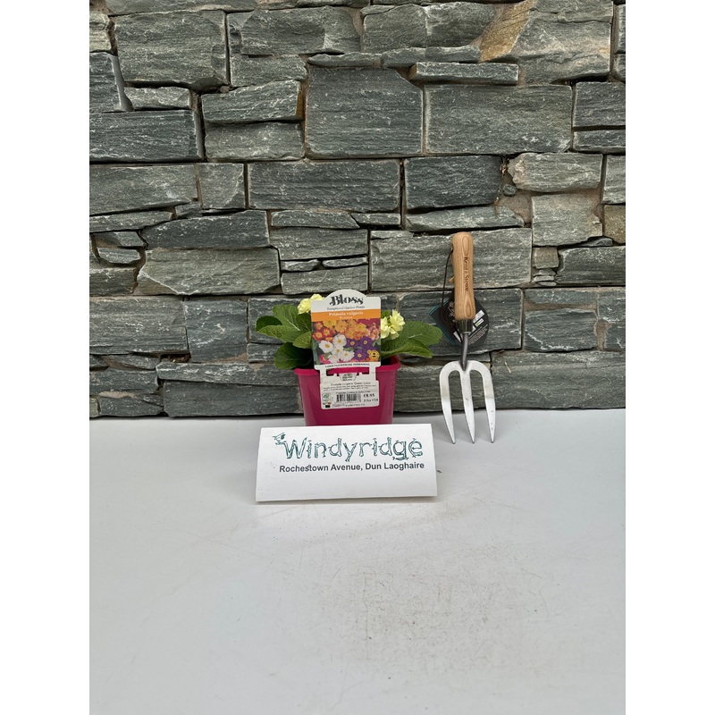 Primula vulgaris Queen Lime