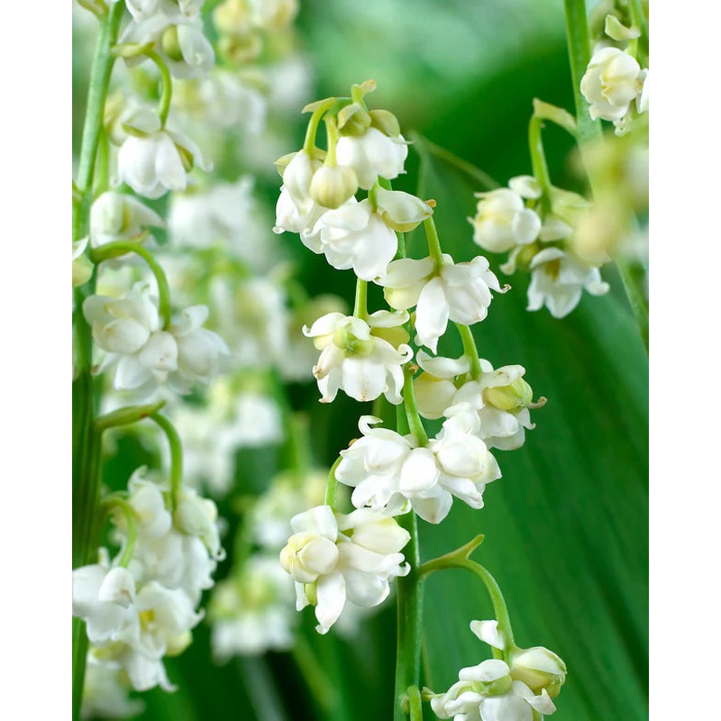 PROMO CONVALLARIA x 15