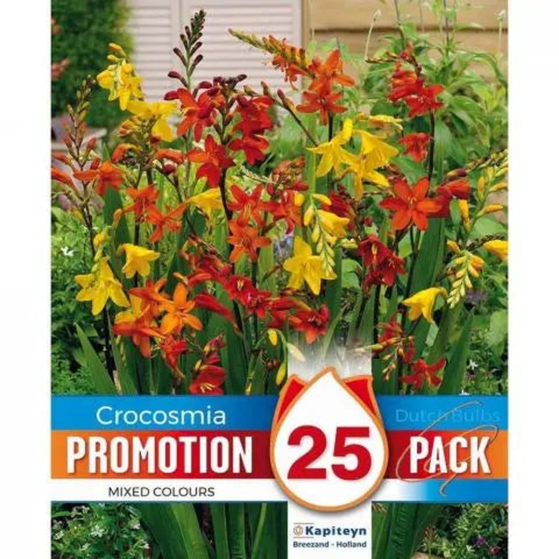 PROMO CROCOSMIA MIXED COLOURS x 25