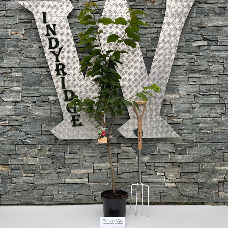 Prunus a. Early Rivers 7.5L