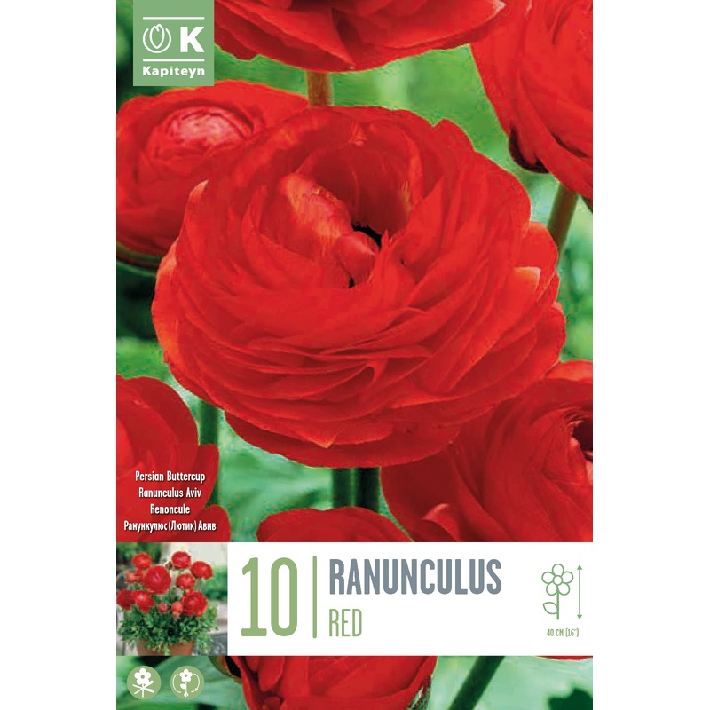 RANUNCULUS AVIV RED x 10