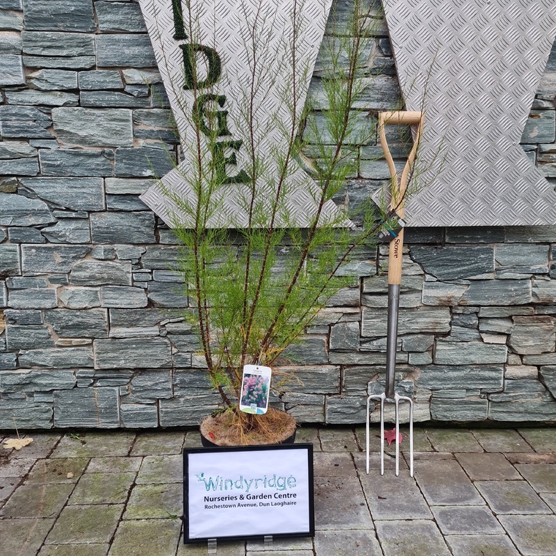 Tamarix in cultivars