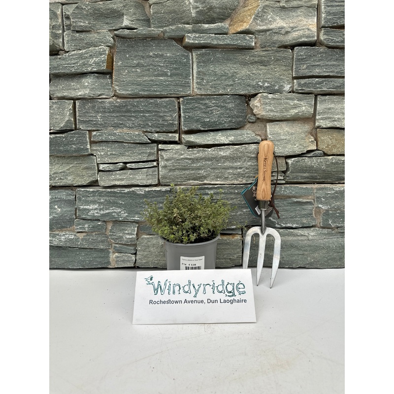 Thymus citriodorus Silver Queen