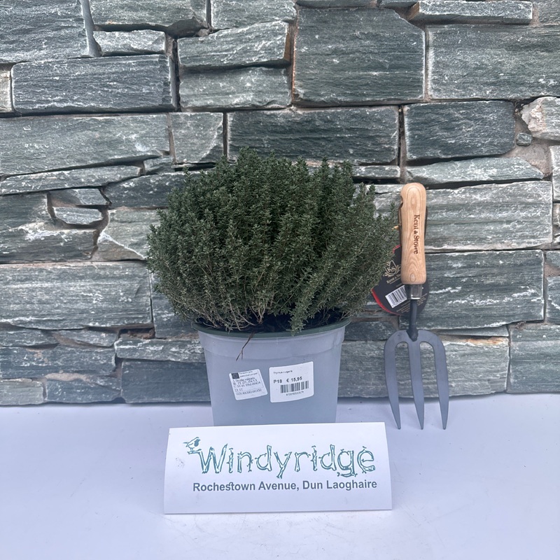 Thymus vulgaris Faustini 18