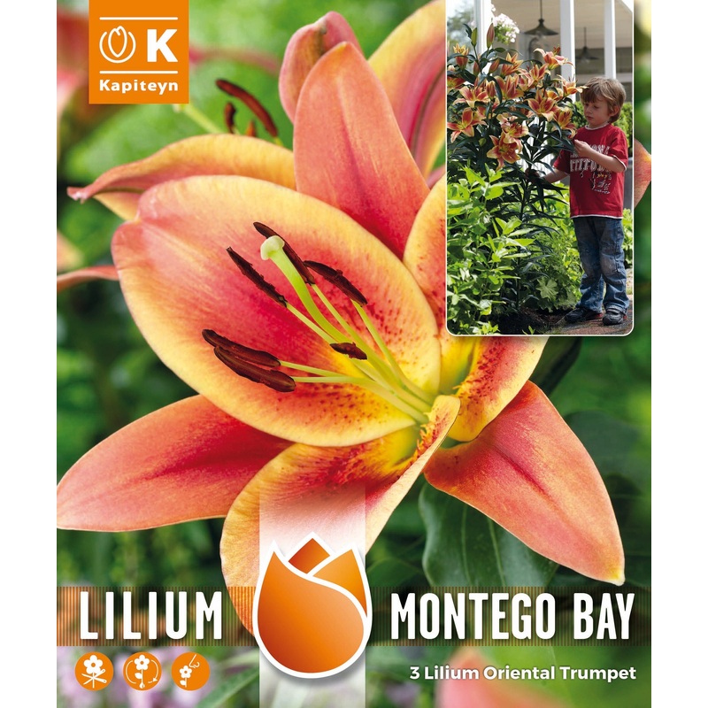 TREE LILIUM PACK MONTEGO BAY x 3