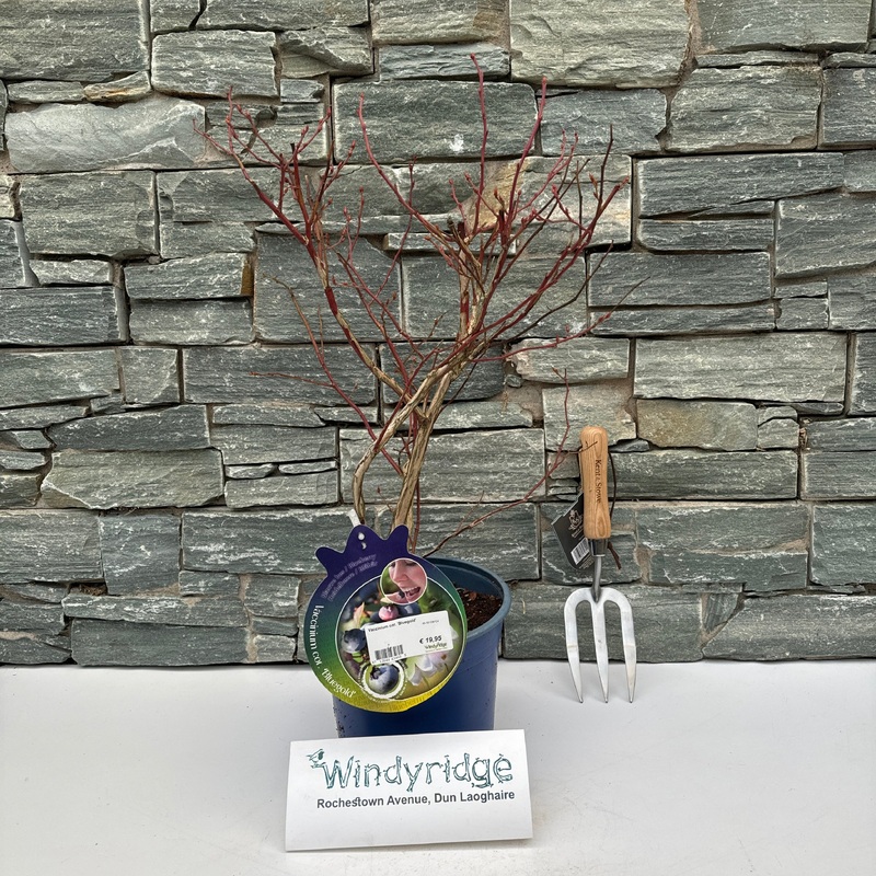 Vaccinium cor. Bluegold  40-50 CM C4