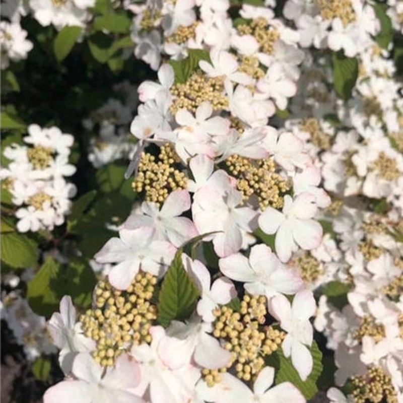 Viburnum plic Kilimandjaro Sunrise PBR