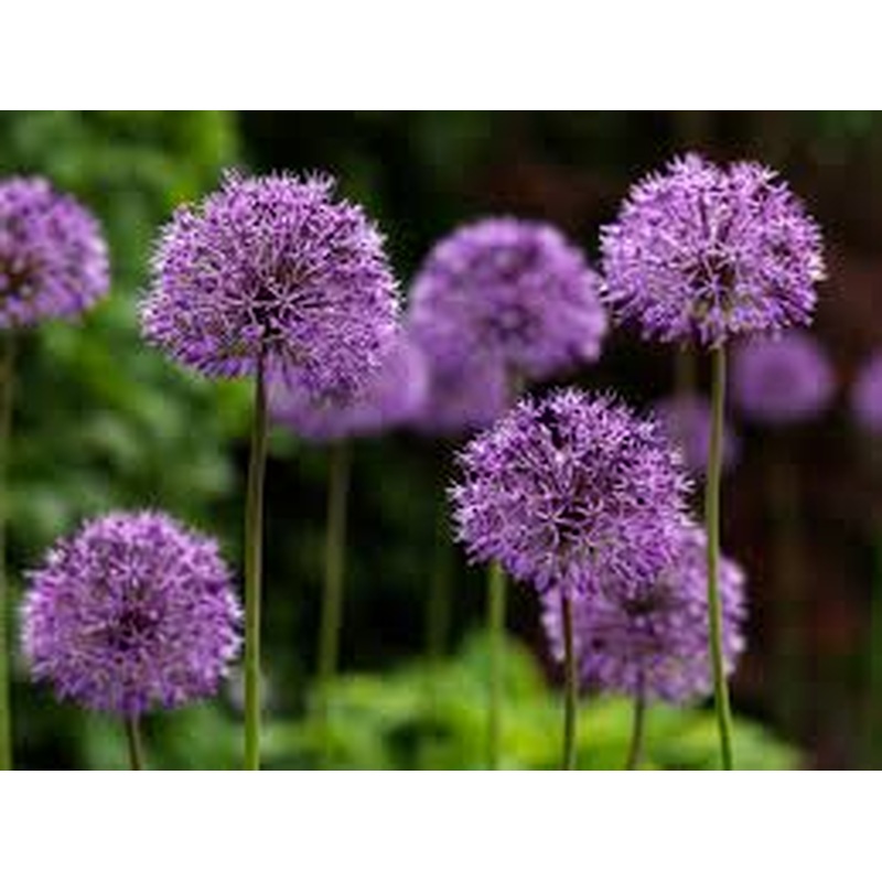 Allium Purple Rain