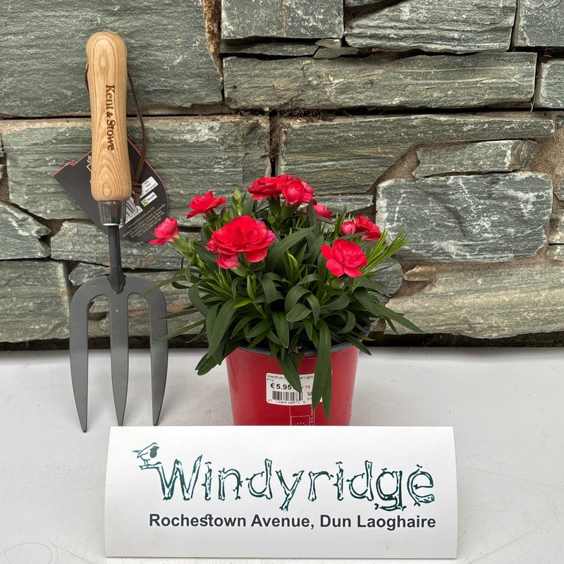 Dianthus car. Oscar Light Red  P12