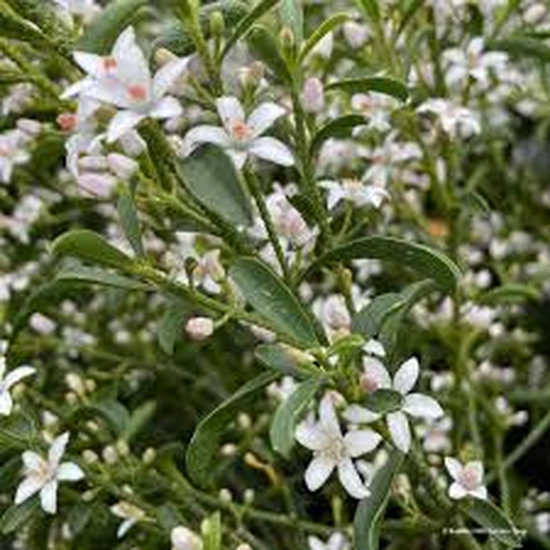 Eriostemon myoporoides  25-30 CM C2