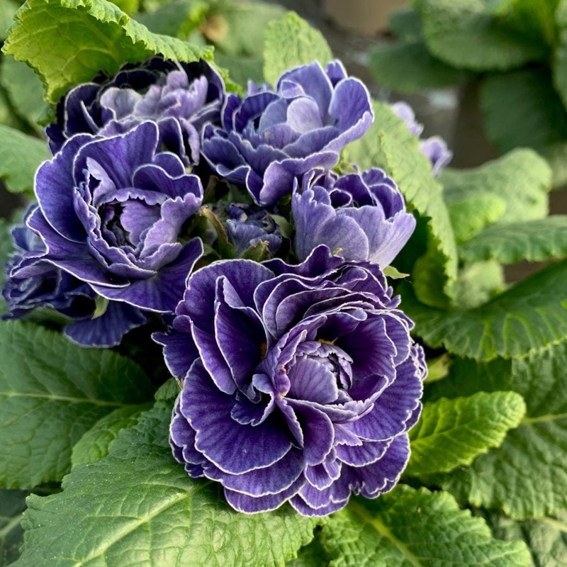 Primula belarina Baltic Blue