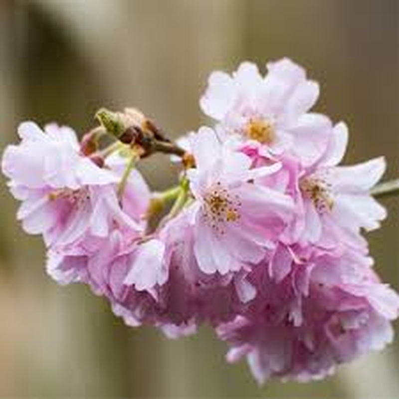 PRUNUS inc.  Oshidori