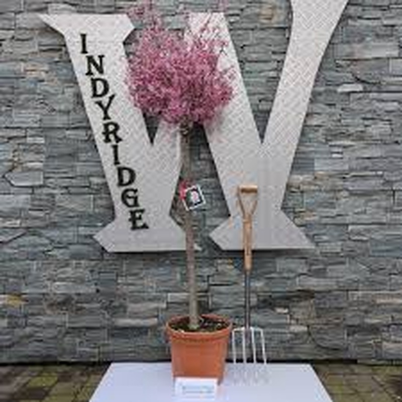 PRUNUS OKAME CLT 25   CIRC. TR. 08 - 10 CM  1/2 STD