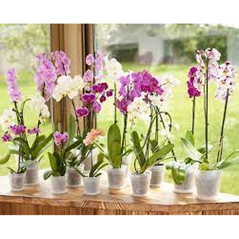 Madagascar Orchid Pot 13cm Transparent