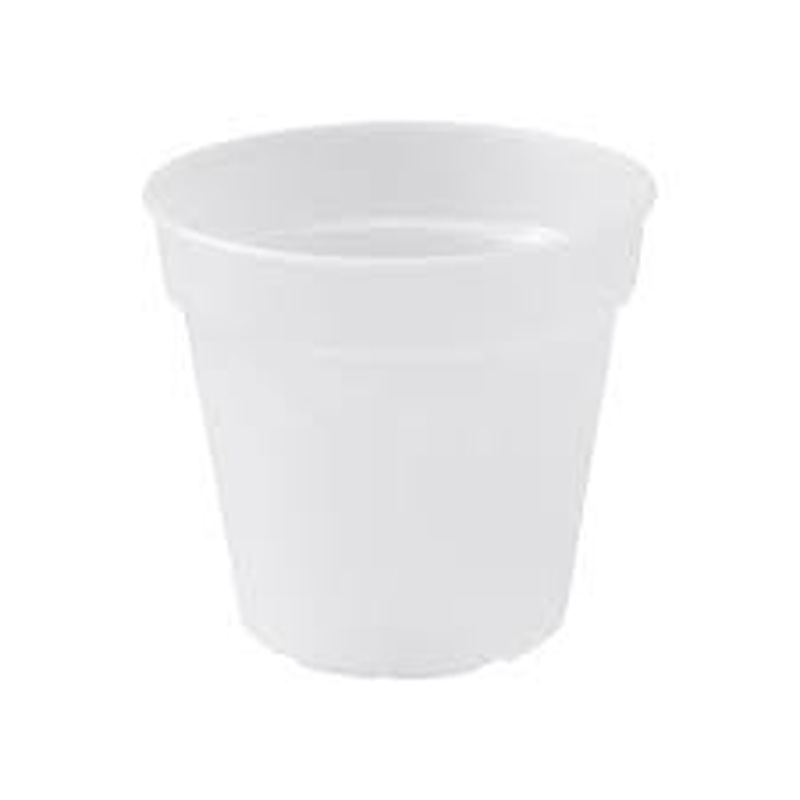 Madagascar Orchid Pot 15cm