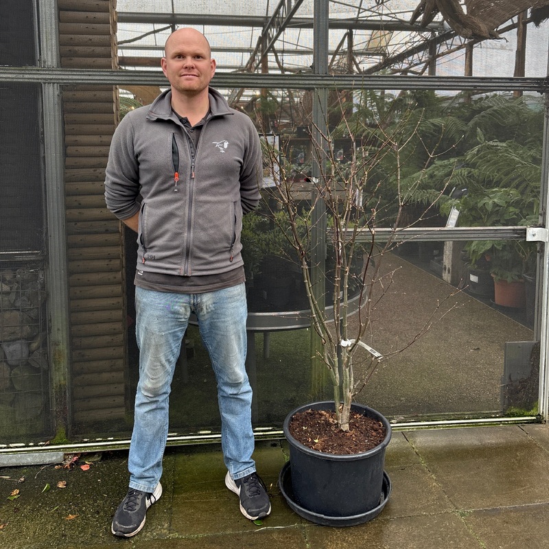 Acer palm. Osakazuki  100-125 CM C35