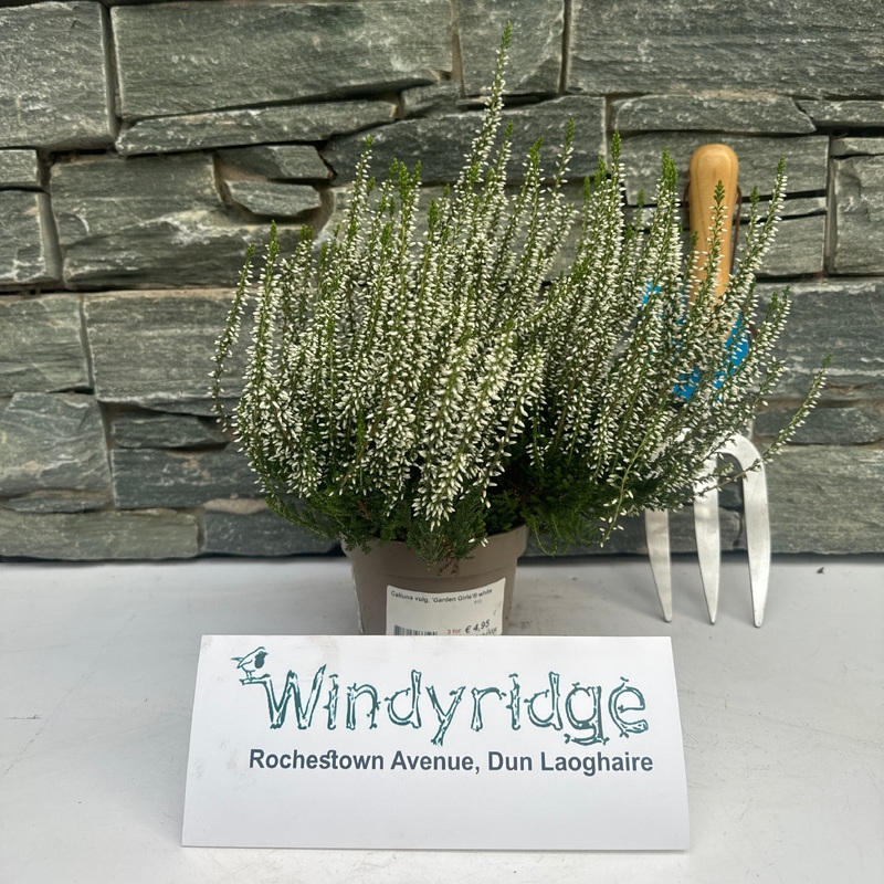 Calluna vulg. Garden Girls white  P12