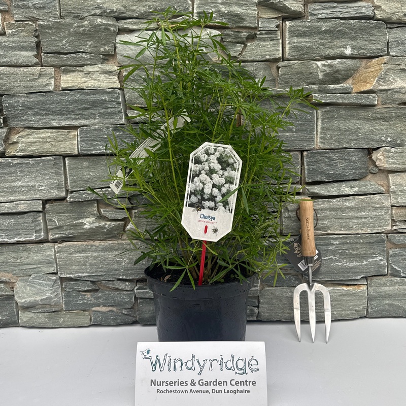 Choisya tern. White Dazzler 5L 30-40cm