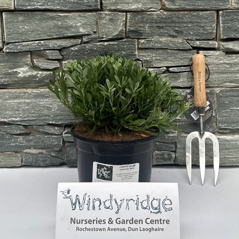 CONVOLVULUS cneorum Xera