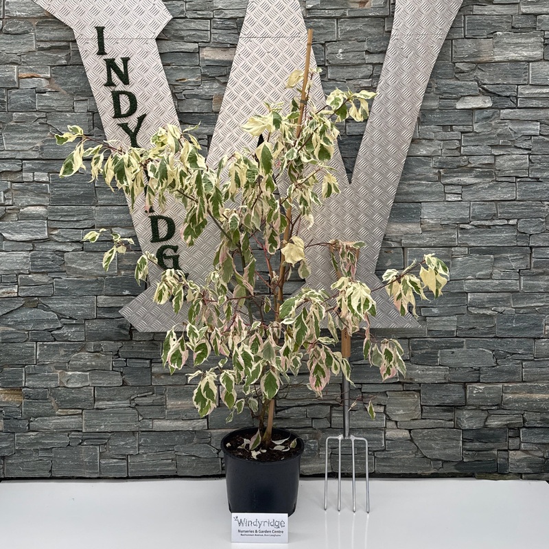 Cornus Variegata125/150cm  P36