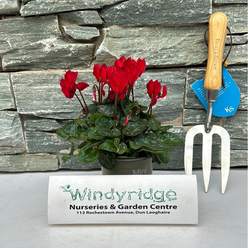 Cyclamen Midi Red 10.5cm