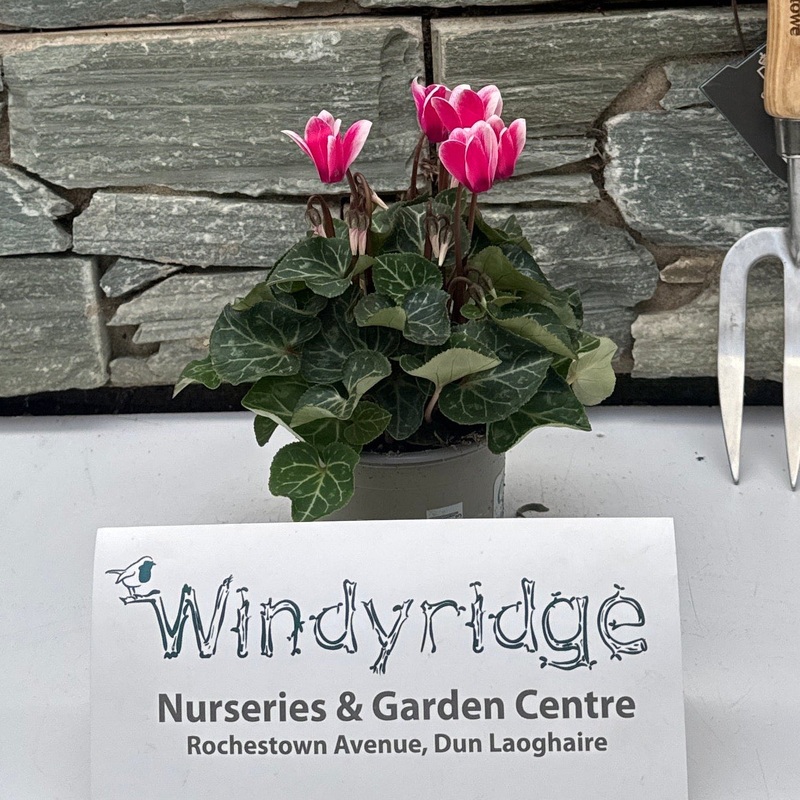 Cyclamen mini Flamed Pink 10.5cm